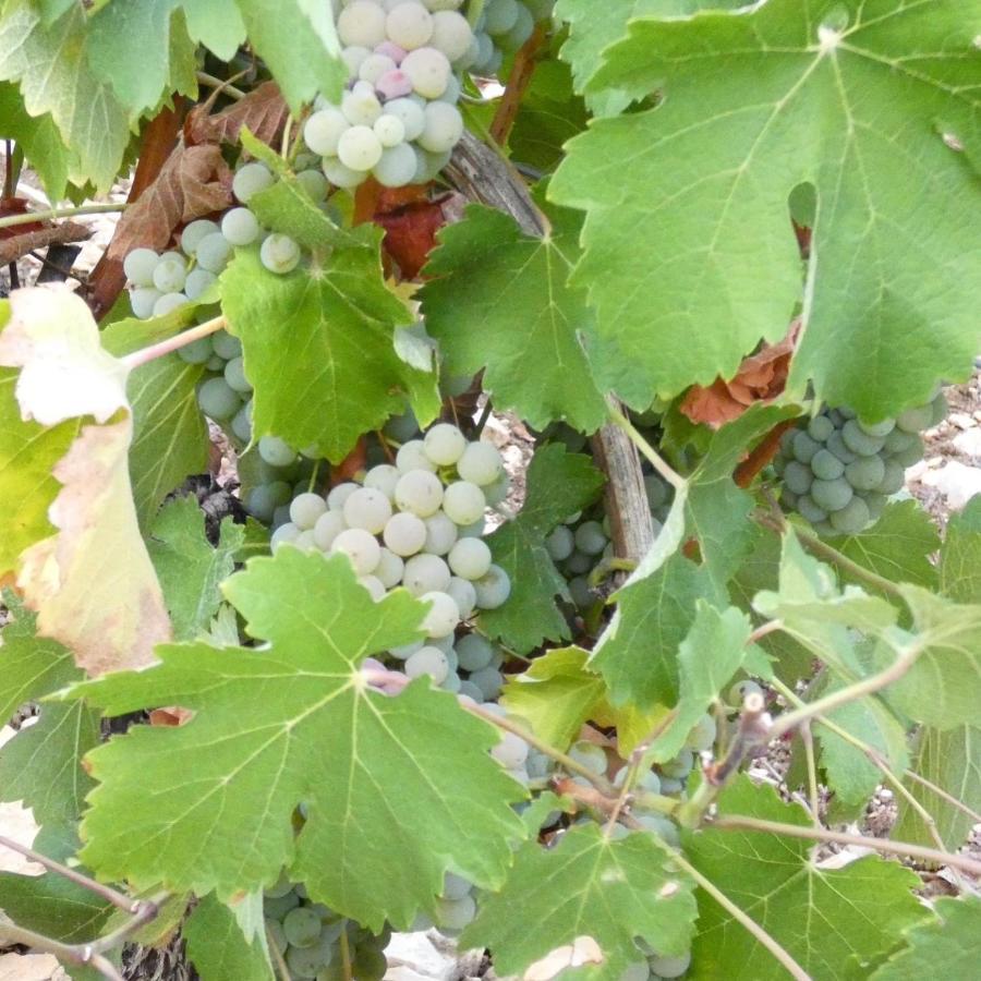 Le Logis St Pere Villa Sancerre Kültér fotó
